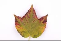 Photo Texture of Leaf 0050